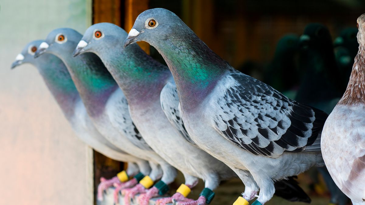 „Stalo se něco divného“. V Británii zmizeli poštovní holubi za půl miliardy